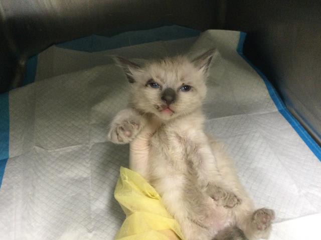 Photo of Cat