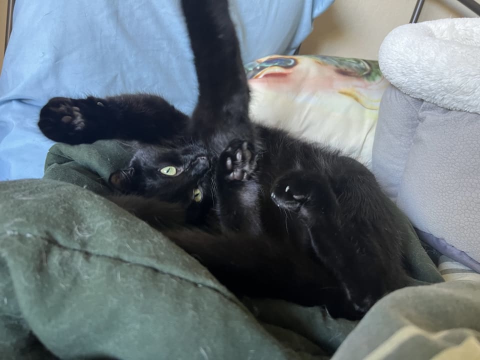 Photo of Fantine (Courtesy Post)