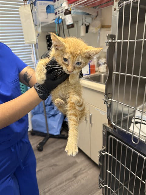 Photo of GINGER