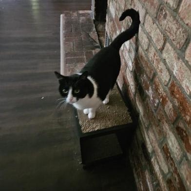 Photo of Cosmo