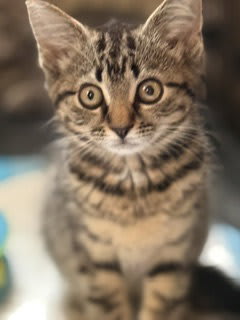 Photo of Koda