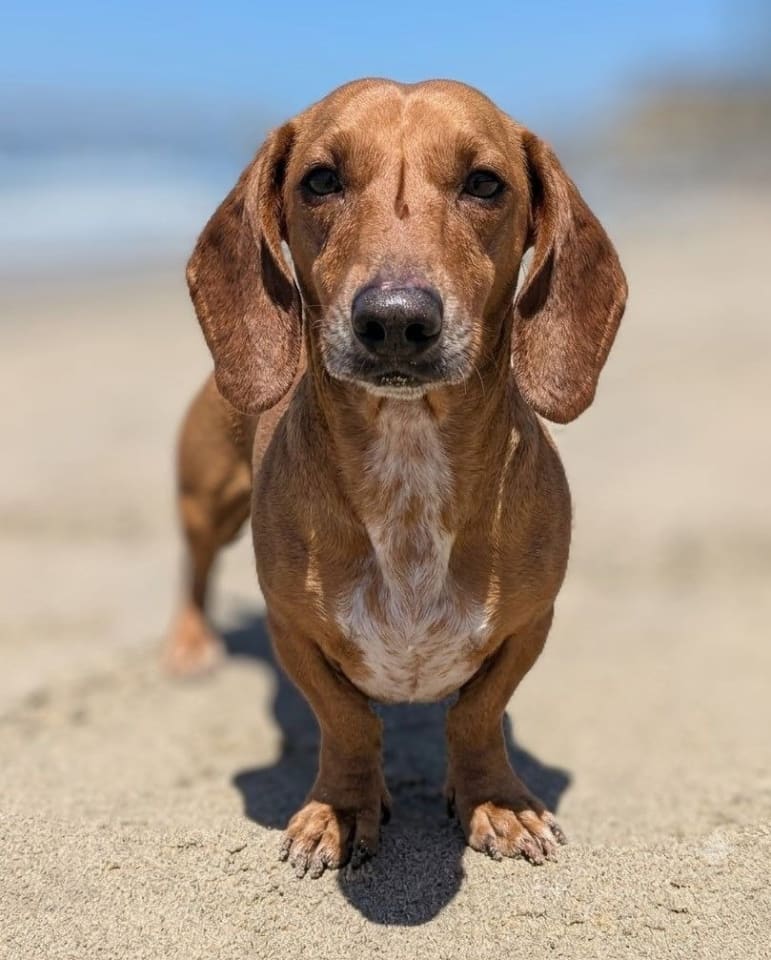 Photo of Herbert