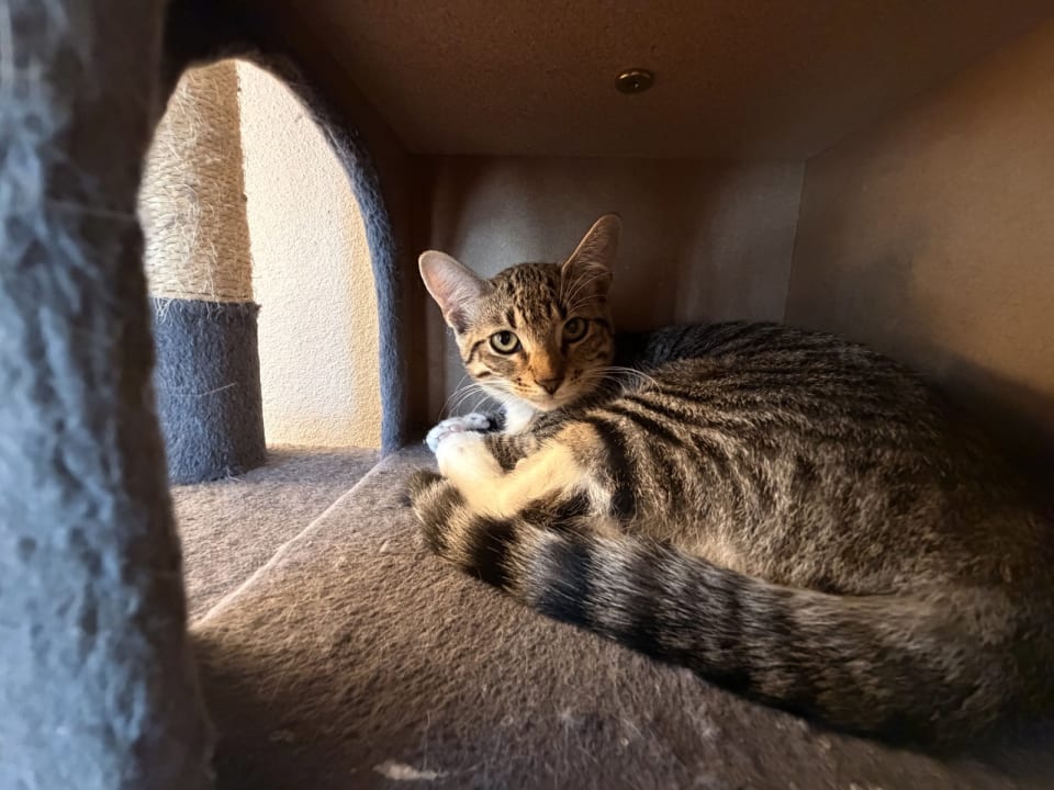 Photo of Snoball