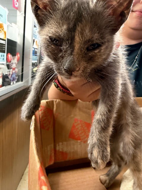 Photo of SKITTLES