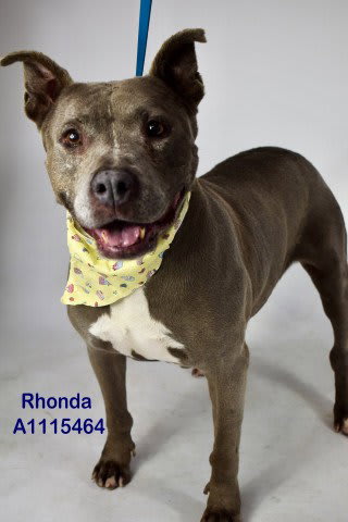Photo of RHONDA