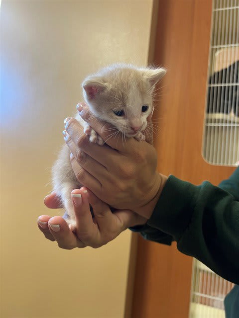 Photo of Cat