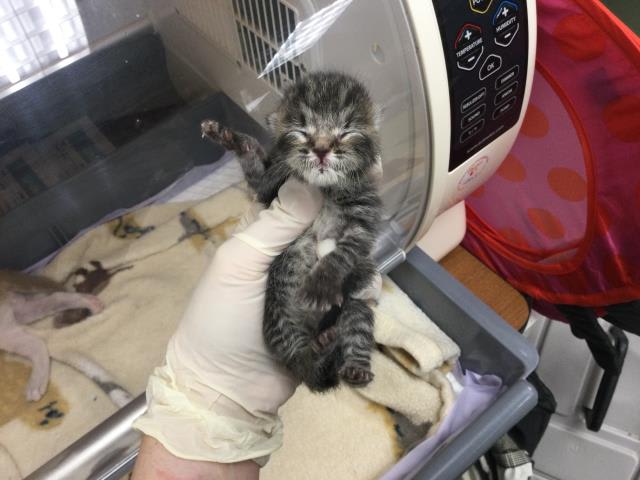 Photo of Cat