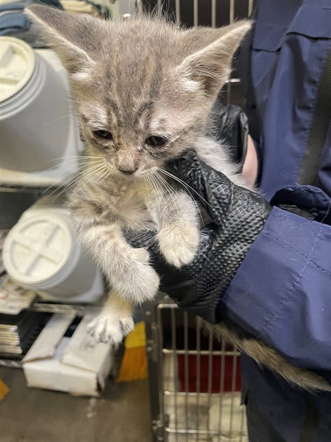 Photo of ROCKET