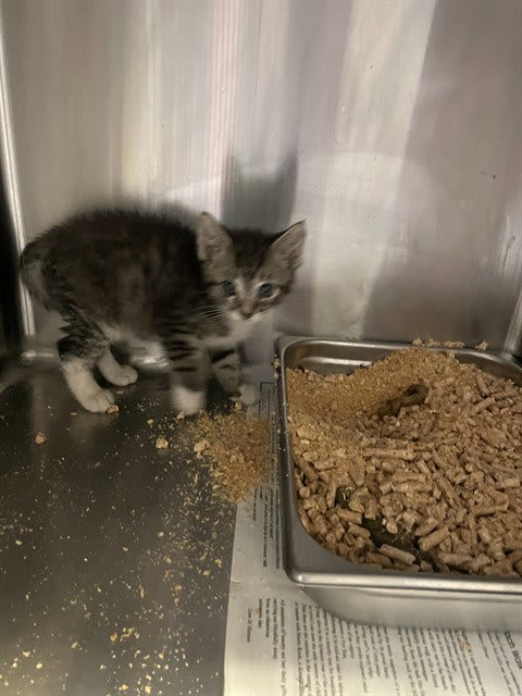 Photo of TIMMY TWO TOES