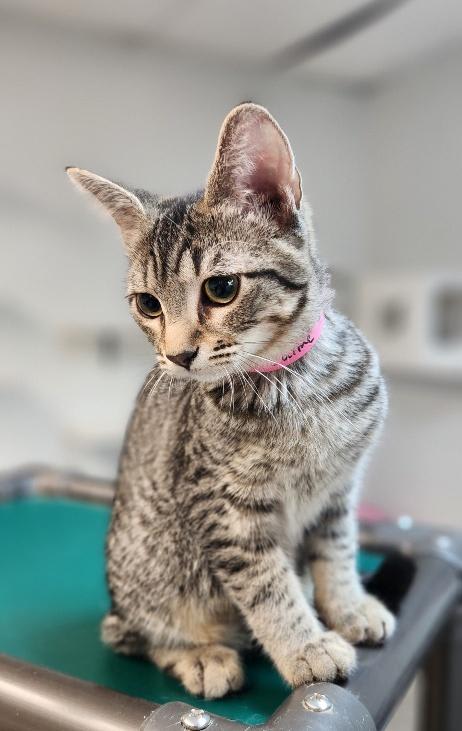 Photo of Kitten 27997 (Jaime)