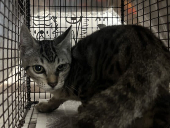 Photo of Cat