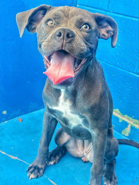 Photo of MISS WIGGLES