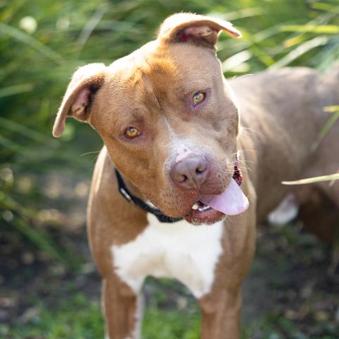 Photo of FUDGE