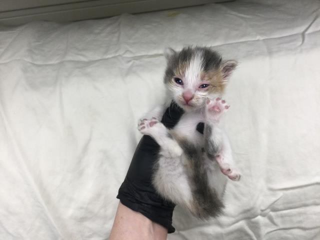 Photo of Cat