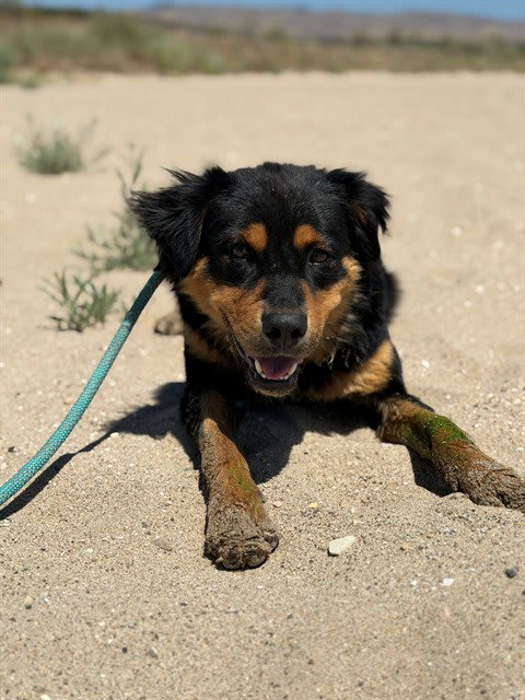 Photo of OLLIE