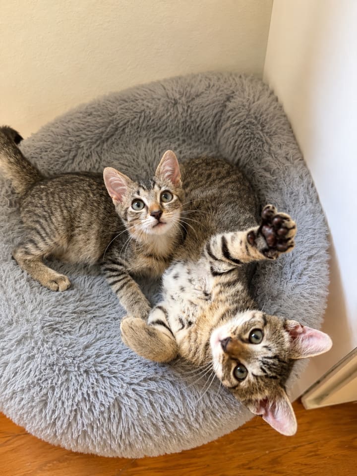 Photo of Sweet Pea & Purrcy