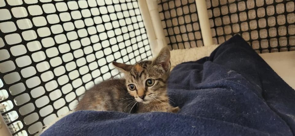 Photo of Kitten 27958 (Luna)