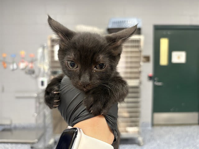 Photo of Cat