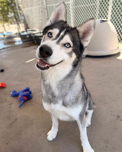 Photo of KODIAK