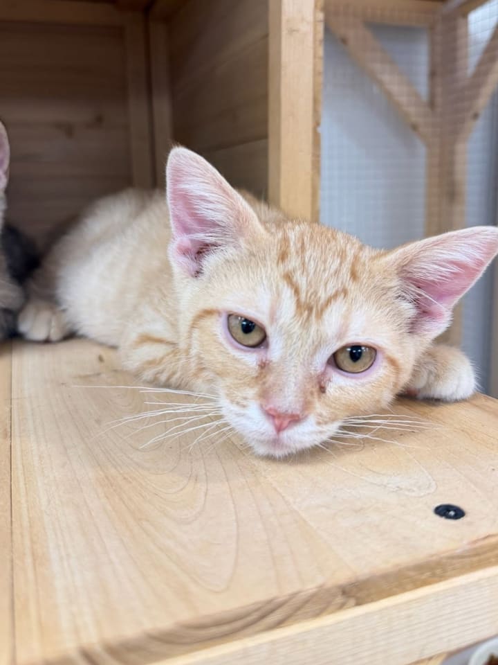 Photo of Tangerine
