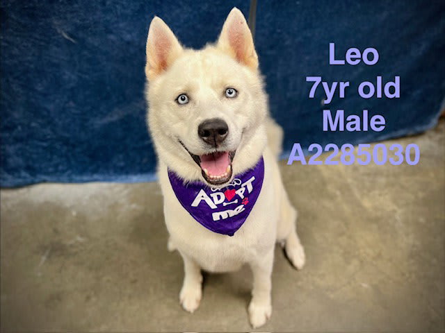 Photo of LEO