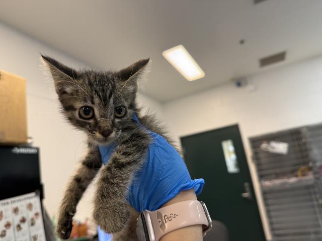 Photo of Cat