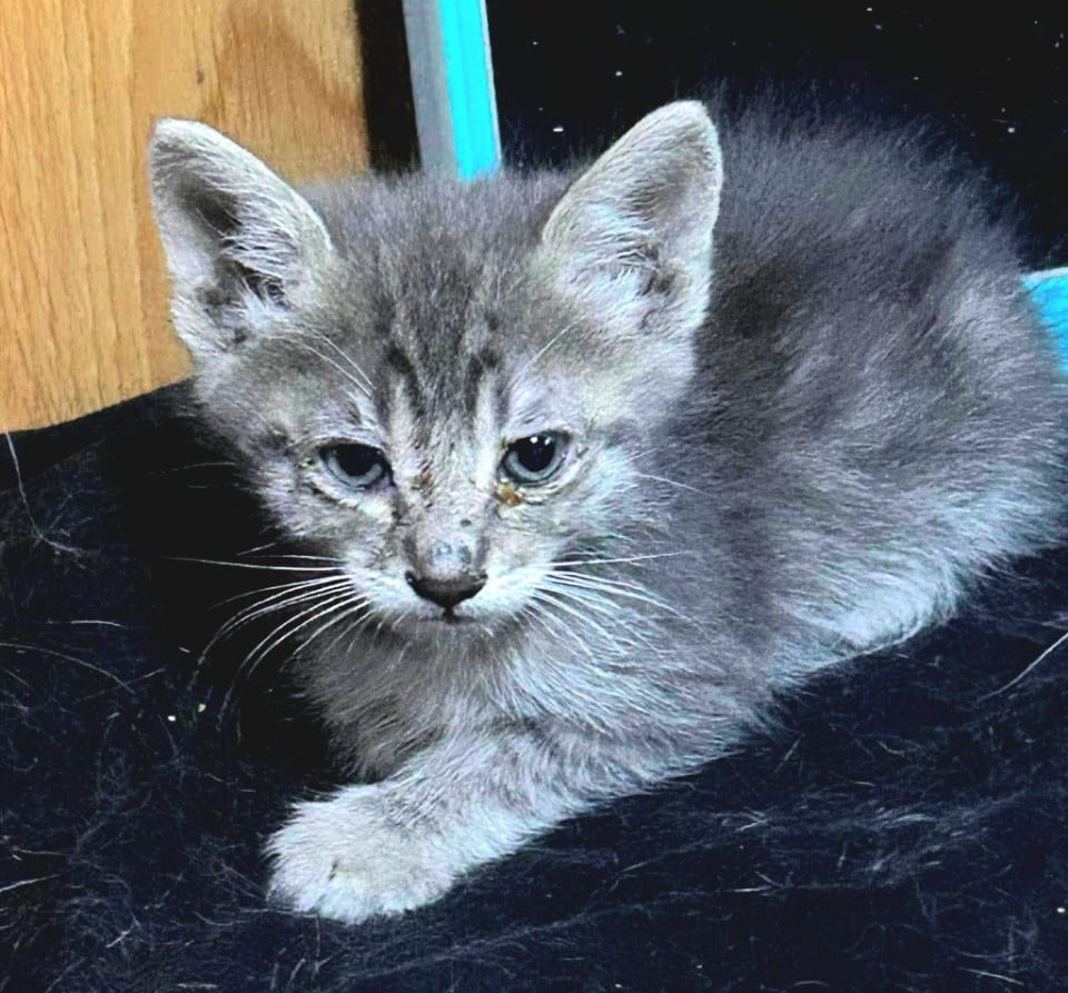 Photo of Smokey