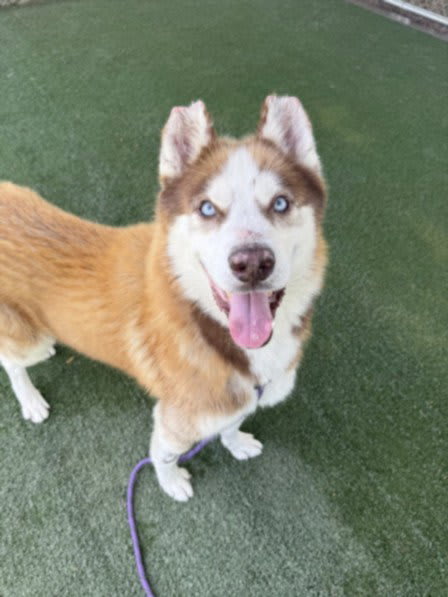Photo of MAPLE