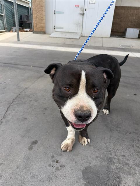 Photo of Dog