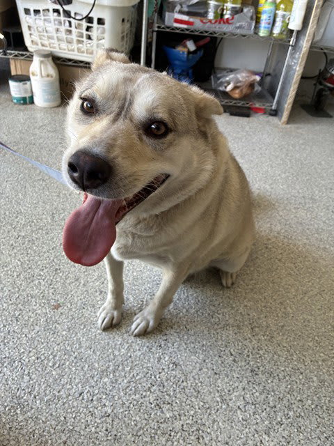 Photo of BUDDY