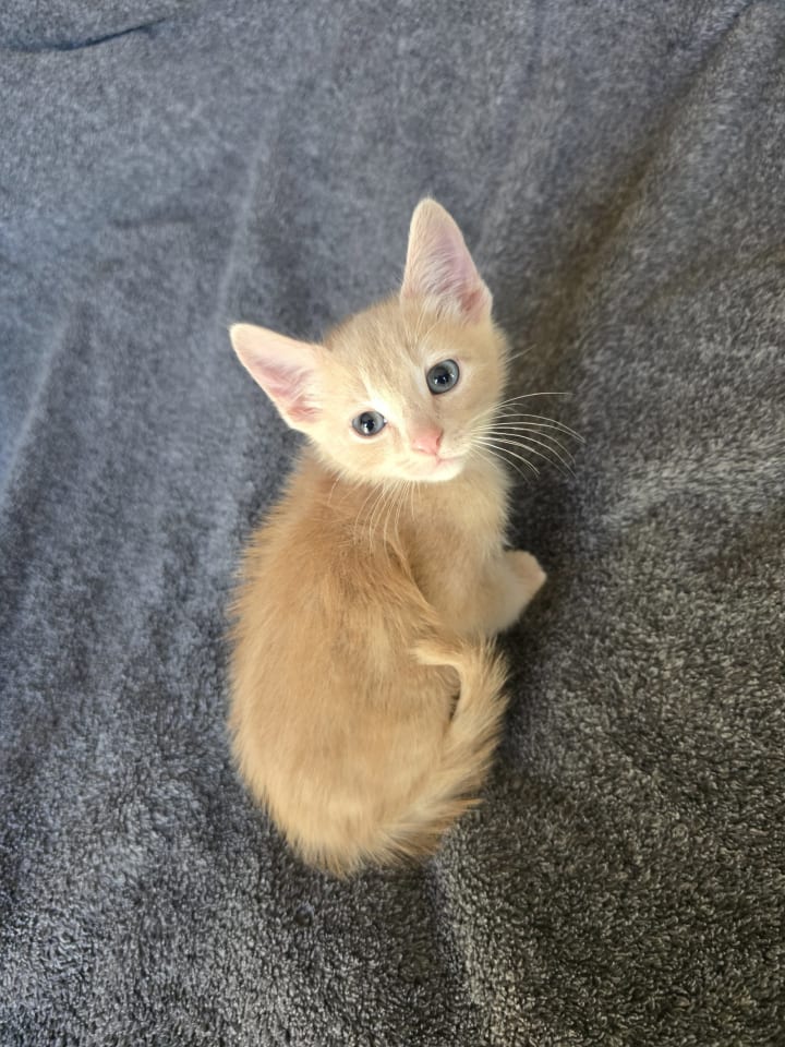 Photo of Cream Puff (bonded w/ Chocolate Puff)