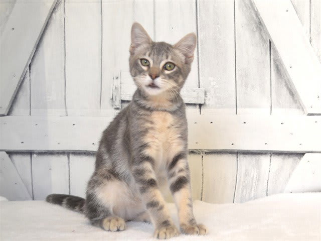 Photo of TOMMY