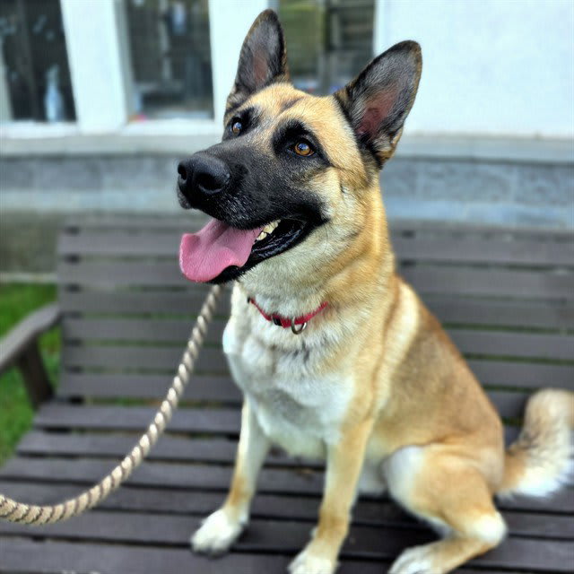 Photo of ROCKO
