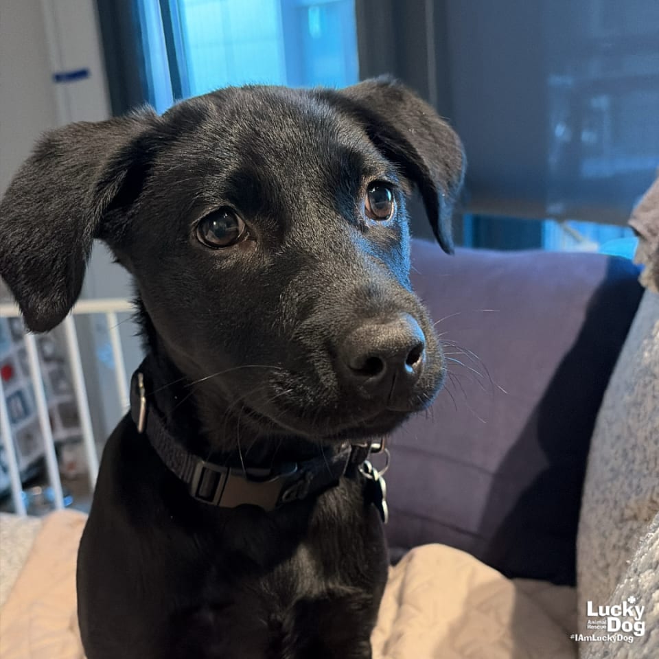Photo of Tulip