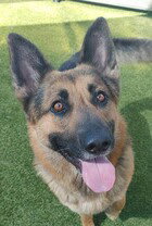 Photo of Ramone D5224