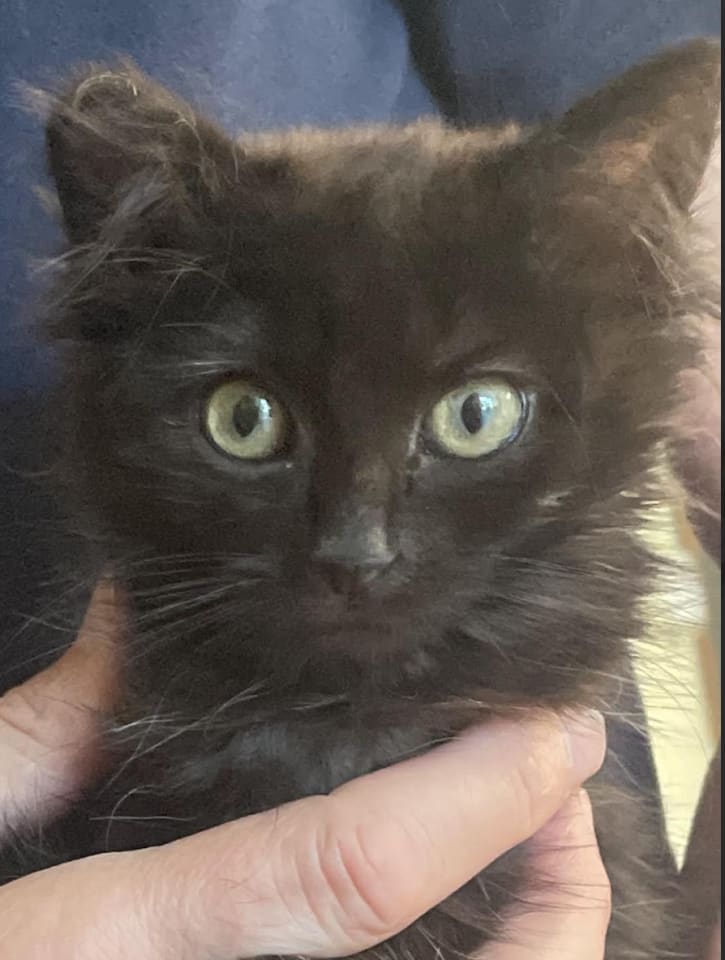 Photo of Gidget (Courtesy Post)