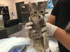 Photo of Cat