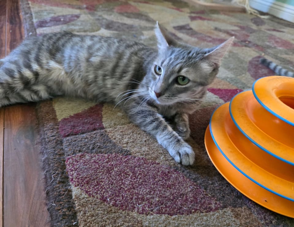 Photo of Dorito