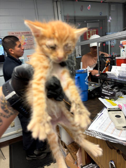 Photo of Cat