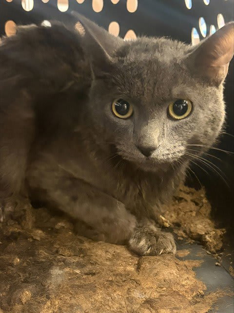 Photo of SILVER
