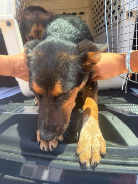 Photo of Dog