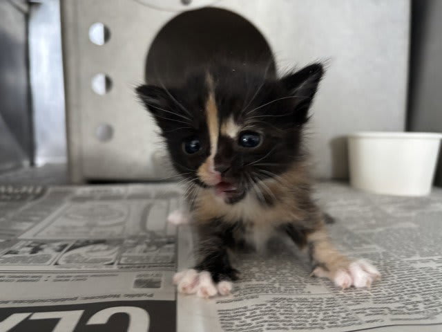 Photo of Cat