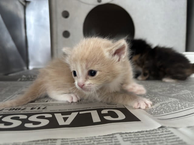 Photo of Cat