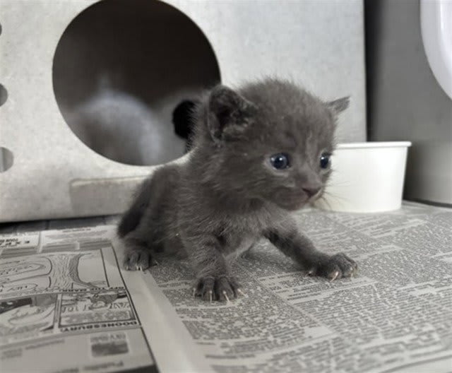 Photo of Cat