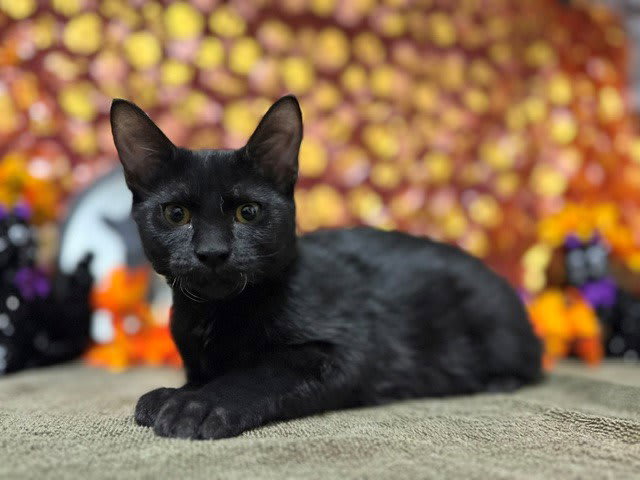 Photo of WOBBLES