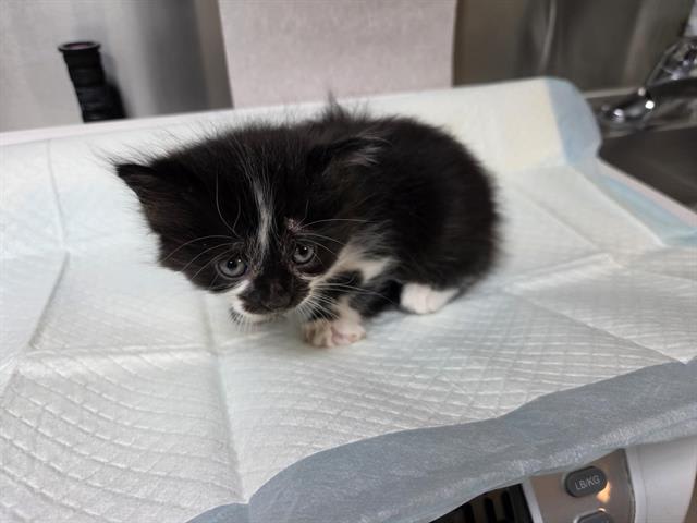 Photo of PANDA (RESCUE ONLY)