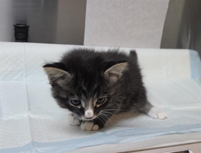 Photo of COYOTE (RESCUE ONLY)