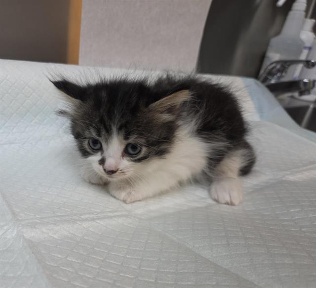 Photo of BUNNY (RESCUE ONLY)