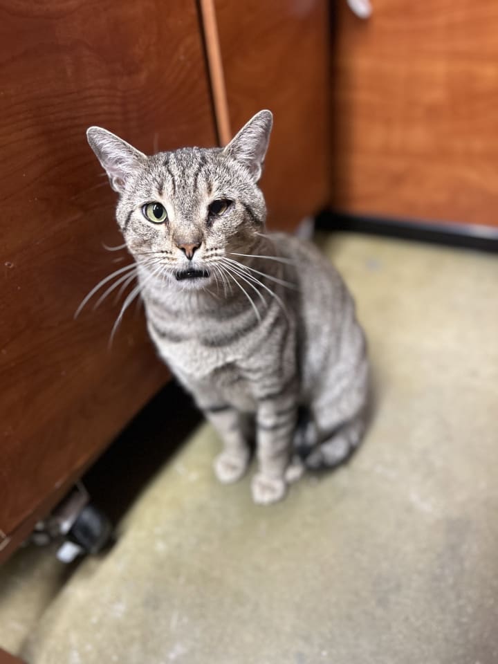 Photo of Taro (Little Buddy)