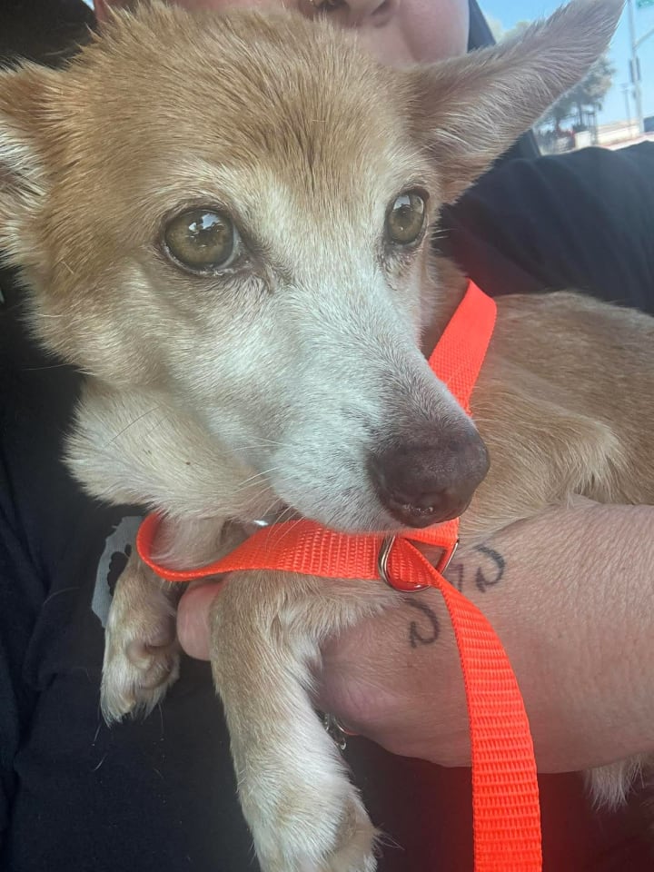 Photo of Penny